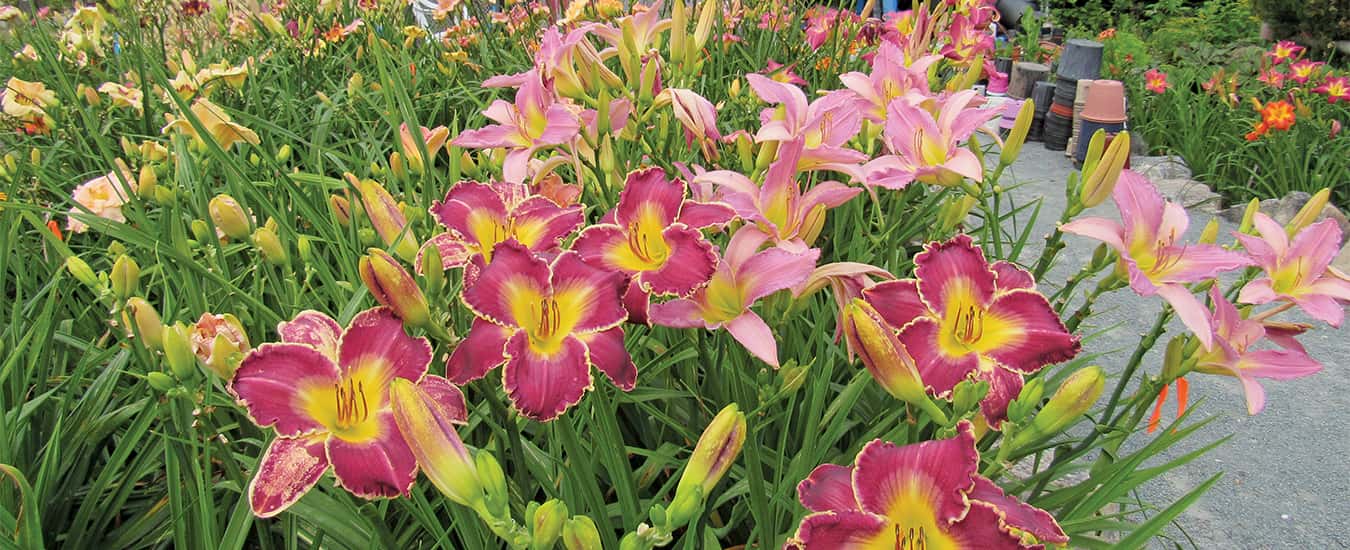 A bed of daylily seedlings hybridized by Allan Banks at Harbour Breezes near Jeddore, NS.