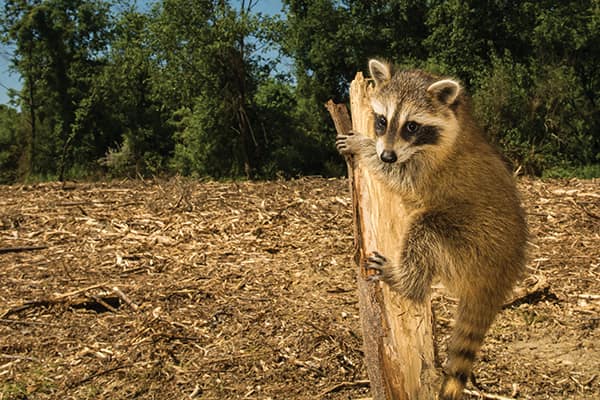 Clearcutting & wildlife don't mix - Saltscapes Magazine